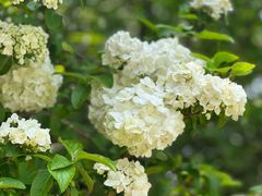 -上海滨江森林公园