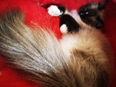 -猫在这儿猫咪咖啡馆·撸猫馆
