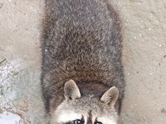 -青藏高原野生动物园