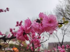 -泰丰公园