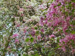 -深圳国际园林花卉博览园