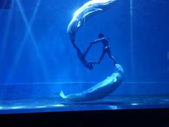 -芜湖新华联大白鲸海洋公园