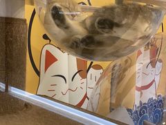 -momokira米努特·德文卷毛猫·棉花面纱犬