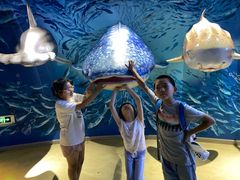 -烟台海昌鲸鲨海洋公园