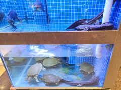 -呷湘厨·鱼汤捞饭·剁椒鱼头·辣椒炒肉(国家会展中心店)