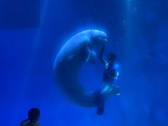 -芜湖新华联大白鲸海洋公园