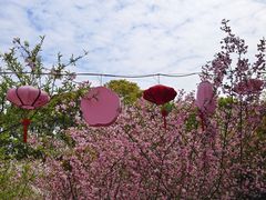 -南汇桃花村