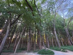 -日照海滨国家森林公园