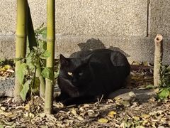 -三里屯东五街银杏大道
