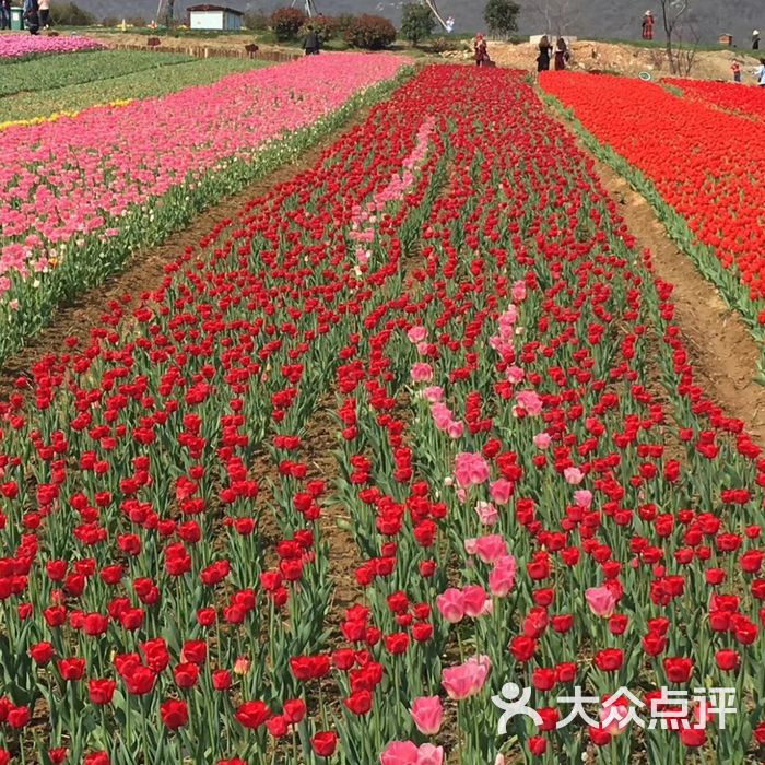 芜湖六郎湿地花海图片