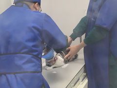 -睿金宠物医院·CT·肿瘤·骨外科