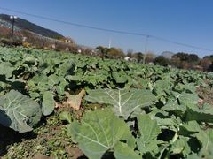 -苏州太湖西山岛开心农场