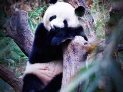 -广州长隆野生动物世界