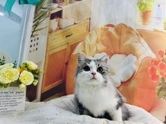-爱洗澡的猫(望京店)