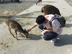 -鹿境梅花鹿生态园区