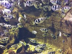 -迪拜水族馆及水下动物园