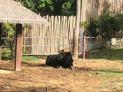 -清迈夜间动物园