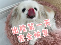 -心语宠物医院·急重症转诊中心·瑞辰华诺(南青路店)