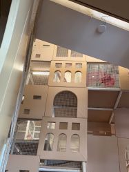 点击看大图 -超级奈尔宝SUPER NEOBIO(杭州星光店)