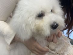 -博特宠物医院24h犬猫全科.骨科·异宠