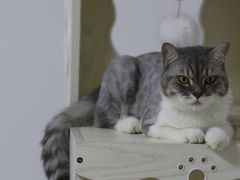 -美联众合动物医院·24h京西诊疗中心