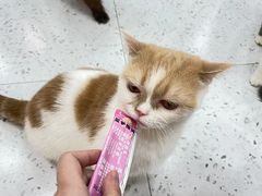 -喵园·猫主题咖啡厅·撸猫·猫咖(国贸店)