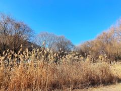 -西山漾湿地公园