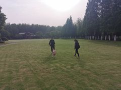 -合肥滨湖国家森林公园