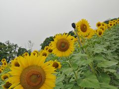 -光明小镇欢乐田园