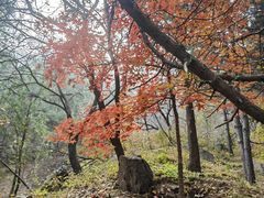 -北京鹫峰国家森林公园