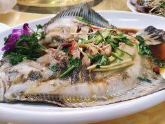 清蒸多宝鱼-1910老鲁味海鲜·戳子肉·青岛菜(金沙滩店)