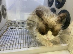 -佳雯宠物医院·皮肤科·内外科(春晓路分院)