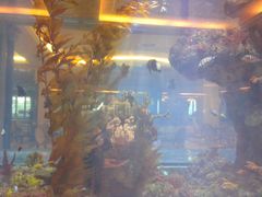 -碧桂园凤凰城酒店(南京店)