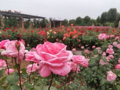 -石家庄市植物园