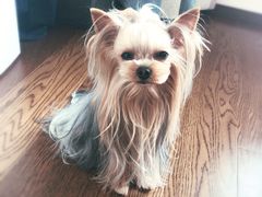 -八公叔叔宠物美容连锁(春申店)