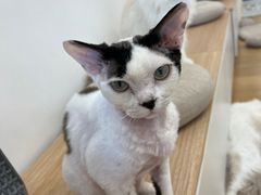 -有喵·猫咖·狗咖·30几只猫10只小狗(岗厦店)