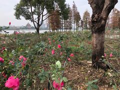 -顺峰山公园