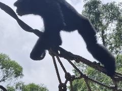 -广州长隆野生动物世界