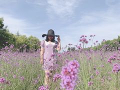 -曲江薰衣草庄园