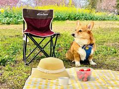 -天适樱花悠乐园