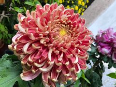 景点-无锡惠山寺