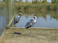 -盐城丹顶鹤湿地生态旅游区