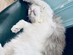 -Let's go狗咖·猫咖·奶狗·桌游(春熙路IFS店)