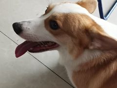 -瑞派福兴宠物医院犬猫全科·骨科·中西医结合(河东店)