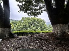 -西湖风景区十里琅珰-五云山