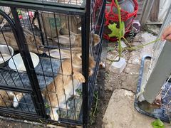 -马陆小张葡萄园农家乐