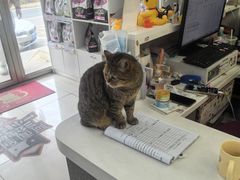 -纳吉亚猫专科动物医院博雅分院