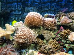 -北戴河圣蓝海洋公园