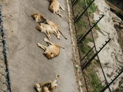 -大连森林动物园