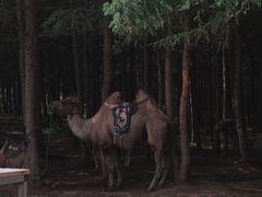 -丰宁坝上草原